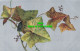 R595502 Leaves. Series No. 2125. B. B. London - Altri & Non Classificati
