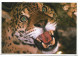 PANTHERA ONCA / ONÇA PINTADA / JAGUAR.-  ( BRASIL ) - Tigers