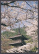 121164/ TOKYO, Kiyomizu Temple - Tokyo