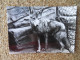 Delcampe - KB10/1451*1468-lot De 18 Cartes Postales Animaux Publicité Laboratoires Roland Marie - Other & Unclassified