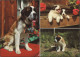 CHIENS SAINT BERNARD Avec Chiots "3 Multi-Vues" - Perros