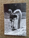 Delcampe - KB10/1523*1540-lot De 18 Cartes Postales Animaux Publicité Laboratoires Roland Marie - Other & Unclassified