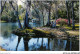 AETP6-USA-0465 - SLIVER SPRINGS - FLORIDA - A Beautiful Florida Scene - Silver Springs