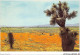 AETP5-USA-0426 - Among The High Desert's Spectacular Displays Of Springtime Wild Flowers - Colorado Springs