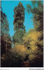 AETP11-USA-0952 - CALIFORNIA - Muir Woods National Monument - San Francisco