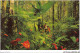 AETP9-USA-0734 - HAWAII - Red Anthurium - Giant Tree Ferns - Honolulu