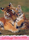 TIGER BIG CAT Animals Vintage Postcard CPSM Unposted #PAM026.A - Tigres
