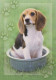 DOG Animals Vintage Postcard CPSM #PAN497.A - Perros
