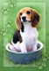 DOG Animals Vintage Postcard CPSM #PAN497.A - Perros