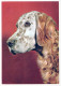 HUND Tier Vintage Ansichtskarte Postkarte CPSM #PAN431.A - Perros