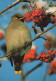 OISEAU Animaux Vintage Carte Postale CPSM #PAN160.A - Birds
