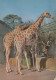 GIRAFE Animaux Vintage Carte Postale CPSM #PBS953.A - Giraffen