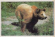 OURS Animaux Vintage Carte Postale CPSM #PBS343.A - Ours
