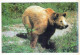 OURS Animaux Vintage Carte Postale CPSM #PBS343.A - Ours