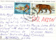 NASCERE Animale Vintage Cartolina CPSM #PBS272.A - Bären