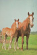 HORSE Animals Vintage Postcard CPSM #PBR844.A - Paarden