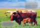 COW Animals Vintage Postcard CPSM #PBR824.A - Cows