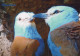 PÁJARO Animales Vintage Tarjeta Postal CPSM #PBR670.A - Birds