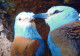 PÁJARO Animales Vintage Tarjeta Postal CPSM #PBR670.A - Birds