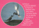 PÁJARO Animales Vintage Tarjeta Postal CPSM #PBR565.A - Oiseaux