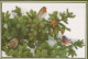 UCCELLO Animale Vintage Cartolina CPSM #PBR376.A - Vögel
