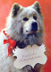 DOG Animals Vintage Postcard CPSM #PBQ588.A - Perros