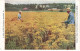 ROYAUME UNI #FG53165 LONG MELFORD SUFFOLK FARM STAFFORD ALLEN SONS A FIELD OF DILL - Sonstige & Ohne Zuordnung