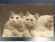 CHAT CAT #FG54438 COUPLE DE CHATS BLANCS CARTE A SYSTEME PERLES - Cats