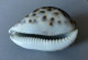 "Porcelaine"  Cypraea Tigris - Seashells & Snail-shells