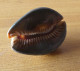 "Porcelaine"  Mauritia Mauritiana - Seashells & Snail-shells