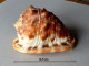 "Casque"  Cypraecassis Rufa - Seashells & Snail-shells