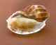 "Harpe"  Harpa Major - Seashells & Snail-shells
