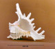 Murex Ramosus - Seashells & Snail-shells