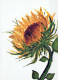 FLOWERS Vintage Ansichtskarte Postkarte CPSM #PBZ577.DE - Fiori