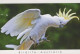 VOGEL Tier Vintage Ansichtskarte Postkarte CPSM #PBR384.DE - Oiseaux