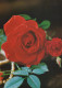 FLOWERS Vintage Ansichtskarte Postkarte CPSM #PAS230.DE - Bloemen