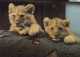 LION RAUBKATZE Tier Vintage Ansichtskarte Postkarte CPSM #PAM003.DE - Lions