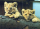 LION RAUBKATZE Tier Vintage Ansichtskarte Postkarte CPSM #PAM003.DE - Löwen