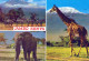 GIRAFE Animaux Vintage Carte Postale CPSM #PBS949.FR - Giraffes