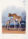 GIRAFFE Animals Vintage Postcard CPSM #PBS946.GB - Giraffes