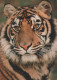 TIGER Animals Vintage Postcard CPSM #PBS043.GB - Tigres