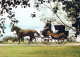 HORSE Animals Vintage Postcard CPSM #PBR894.GB - Cavalli