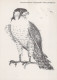 BIRD Animals Vintage Postcard CPSM #PAN249.GB - Vögel