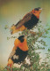 BIRD Animals Vintage Postcard CPSM #PAM692.GB - Oiseaux