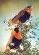 BIRD Animals Vintage Postcard CPSM #PAM692.GB - Oiseaux