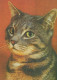 CAT KITTY Animals Vintage Postcard CPSM Unposted #PAM187.GB - Katzen