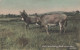 ÂNE Animaux Vintage Antique CPA Carte Postale #PAA077.FR - Donkeys