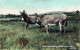 ÂNE Animaux Vintage Antique CPA Carte Postale #PAA077.FR - Donkeys