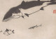 ORCA Animale Vintage Cartolina CPSM #PBS671.IT - Fische Und Schaltiere