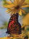 FARFALLA Animale Vintage Cartolina CPSM #PBS426.IT - Butterflies